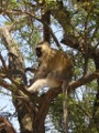 Monkey in a tree in Tarangire NP
